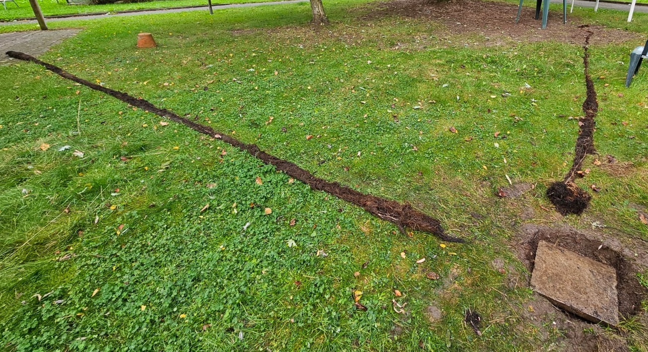 Retrait de racines à Tourcoing